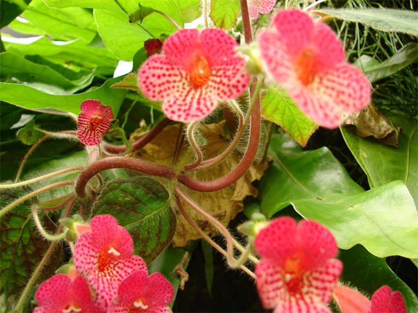 Бегония: уход в домашних условиях