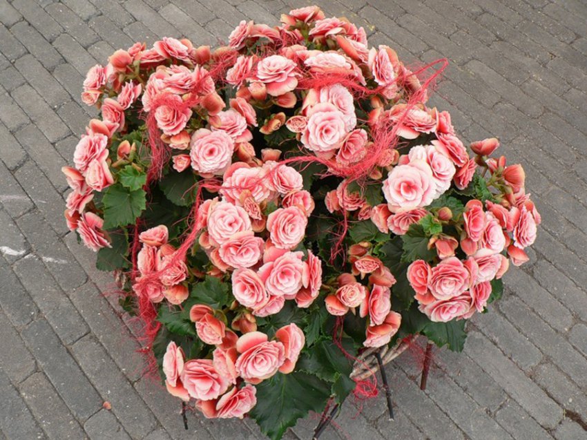 Бегония: уход в домашних условиях