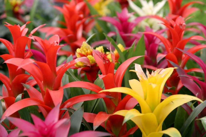 Гузмания — уход в домашних условиях