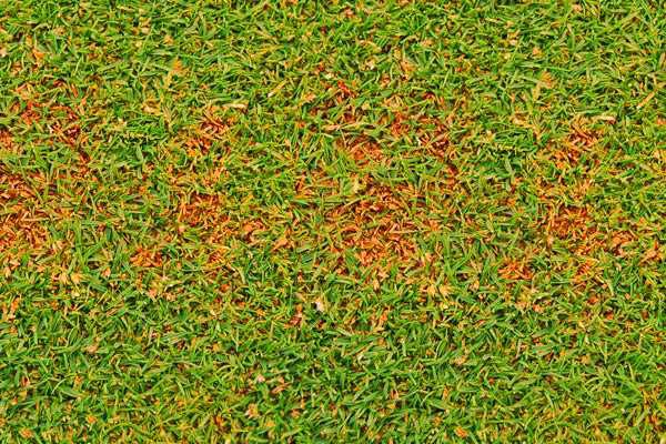 Обзор болезней и вредителей газона: как отстоять свою лужайку в неравном бою? Черный грибок на газоне