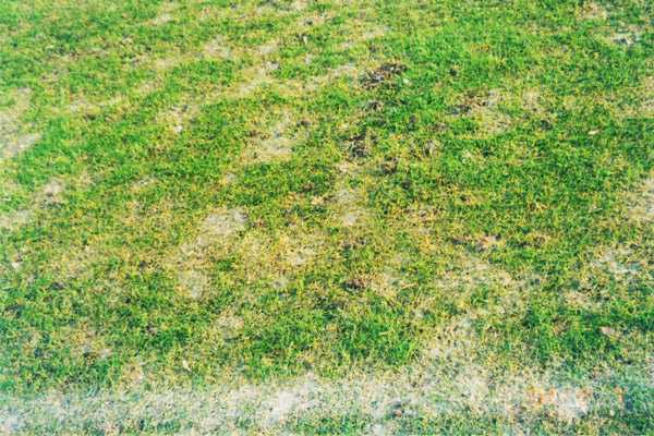 Обзор болезней и вредителей газона: как отстоять свою лужайку в неравном бою? Черный грибок на газоне