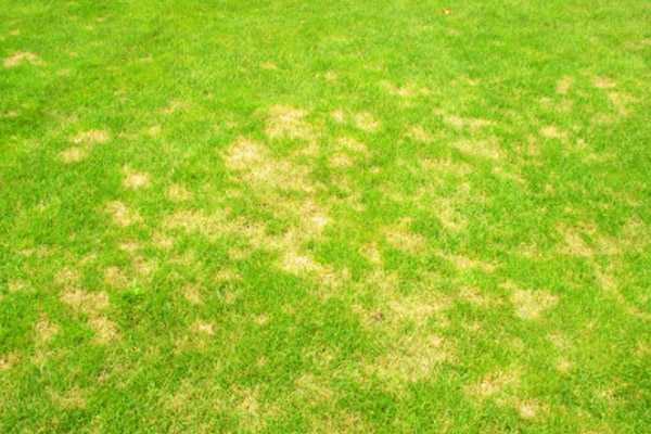 Обзор болезней и вредителей газона: как отстоять свою лужайку в неравном бою? Черный грибок на газоне