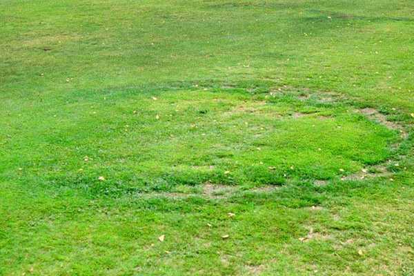 Обзор болезней и вредителей газона: как отстоять свою лужайку в неравном бою? Черный грибок на газоне