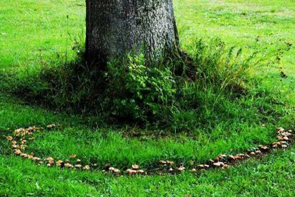 Обзор болезней и вредителей газона: как отстоять свою лужайку в неравном бою? Черный грибок на газоне