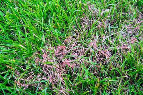 Обзор болезней и вредителей газона: как отстоять свою лужайку в неравном бою? Черный грибок на газоне