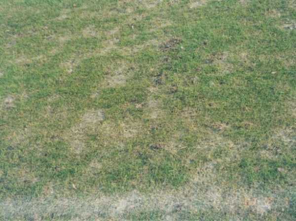 Обзор болезней и вредителей газона: как отстоять свою лужайку в неравном бою? Черный грибок на газоне