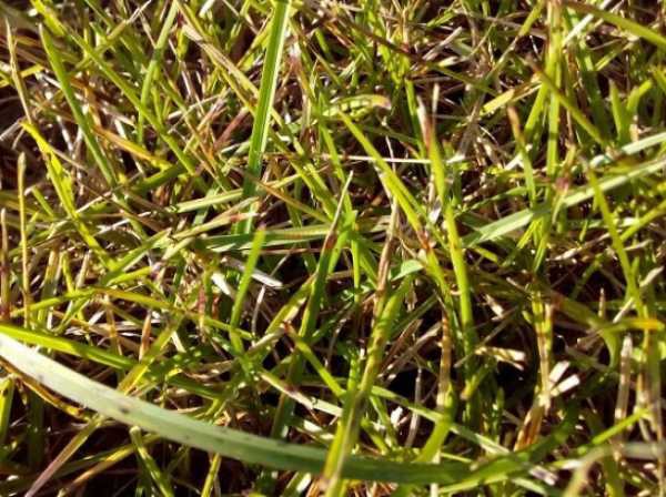 Обзор болезней и вредителей газона: как отстоять свою лужайку в неравном бою? Черный грибок на газоне