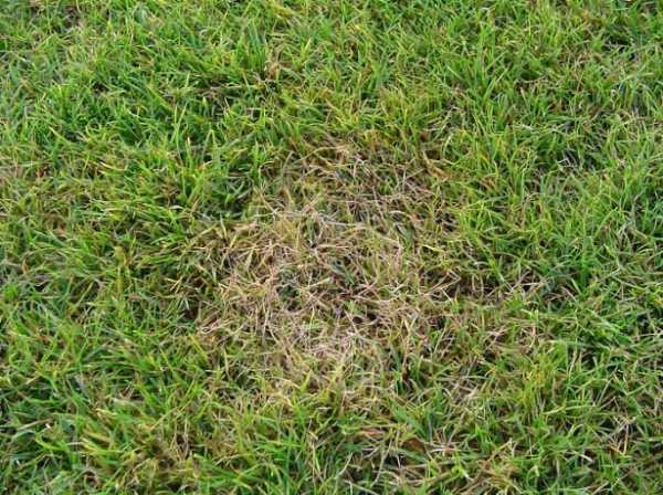 Обзор болезней и вредителей газона: как отстоять свою лужайку в неравном бою? Черный грибок на газоне