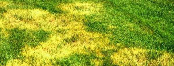 Обзор болезней и вредителей газона: как отстоять свою лужайку в неравном бою? Черный грибок на газоне