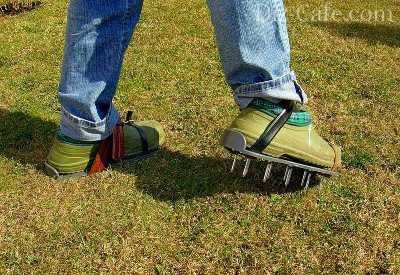 Обзор болезней и вредителей газона: как отстоять свою лужайку в неравном бою? Черный грибок на газоне