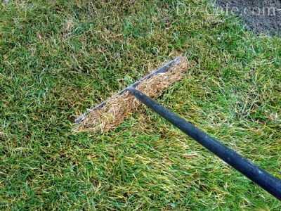 Обзор болезней и вредителей газона: как отстоять свою лужайку в неравном бою? Черный грибок на газоне