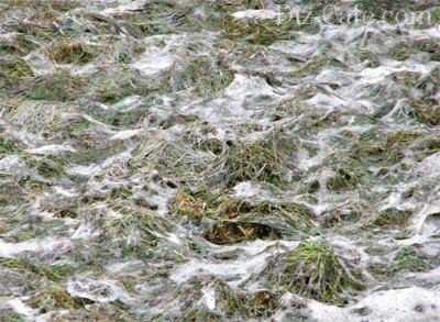 Обзор болезней и вредителей газона: как отстоять свою лужайку в неравном бою? Черный грибок на газоне