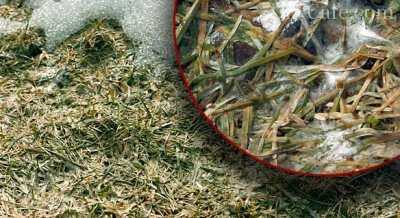 Обзор болезней и вредителей газона: как отстоять свою лужайку в неравном бою? Черный грибок на газоне