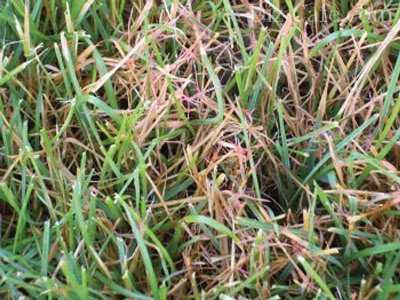 Обзор болезней и вредителей газона: как отстоять свою лужайку в неравном бою? Черный грибок на газоне