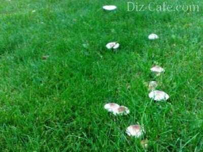 Обзор болезней и вредителей газона: как отстоять свою лужайку в неравном бою? Черный грибок на газоне