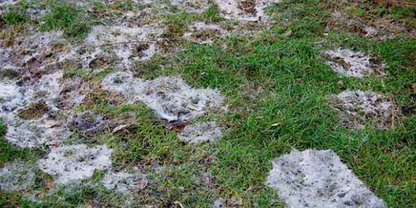 Обзор болезней и вредителей газона: как отстоять свою лужайку в неравном бою? Черный грибок на газоне