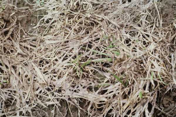 Обзор болезней и вредителей газона: как отстоять свою лужайку в неравном бою? Черный грибок на газоне