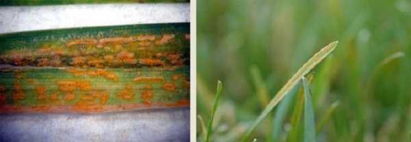 Обзор болезней и вредителей газона: как отстоять свою лужайку в неравном бою? Черный грибок на газоне