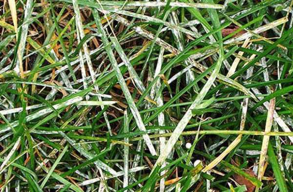 Обзор болезней и вредителей газона: как отстоять свою лужайку в неравном бою? Черный грибок на газоне