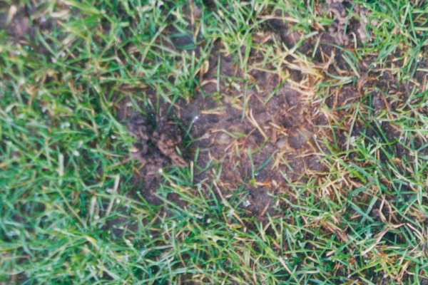Обзор болезней и вредителей газона: как отстоять свою лужайку в неравном бою? Черный грибок на газоне