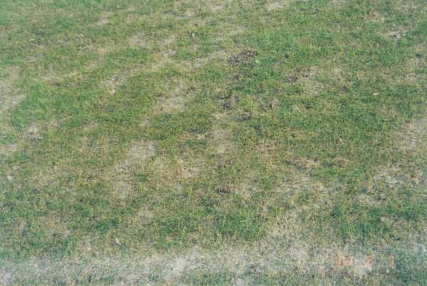 Обзор болезней и вредителей газона: как отстоять свою лужайку в неравном бою? Черный грибок на газоне