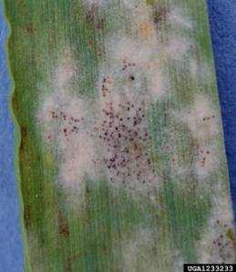 Обзор болезней и вредителей газона: как отстоять свою лужайку в неравном бою? Черный грибок на газоне