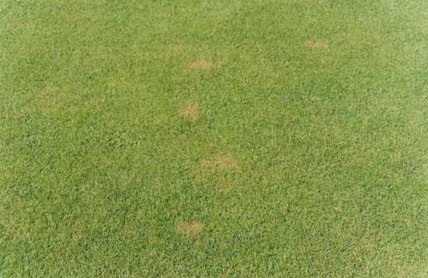 Обзор болезней и вредителей газона: как отстоять свою лужайку в неравном бою? Черный грибок на газоне