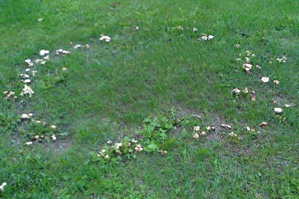 Обзор болезней и вредителей газона: как отстоять свою лужайку в неравном бою? Черный грибок на газоне