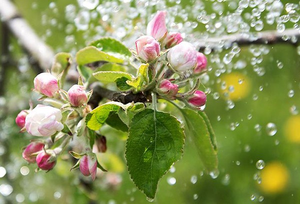 Полив яблонь и груш весной, осенью и во время плодоношения