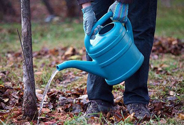 Полив яблонь и груш весной, осенью и во время плодоношения