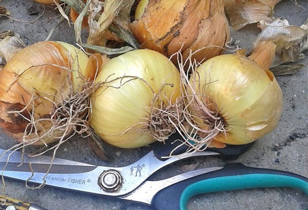 Как обрезать лук при посадке: советы огородникам