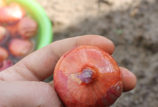 Как обрезать лук при посадке: советы огородникам