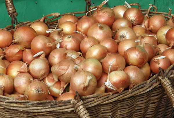 Как обрезать лук при посадке: советы огородникам