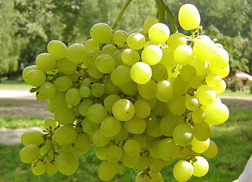 Виноград на Урале — посадка, выращивание, осенняя обрезка, укрытие на зиму, обработка летом видео