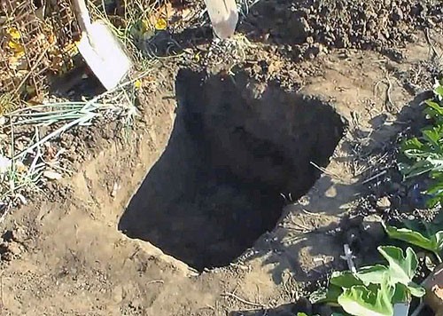 Виноград на Урале — посадка, выращивание, осенняя обрезка, укрытие на зиму, обработка летом видео