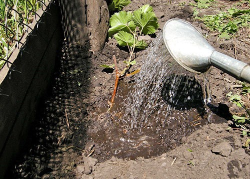 Виноград на Урале — посадка, выращивание, осенняя обрезка, укрытие на зиму, обработка летом видео