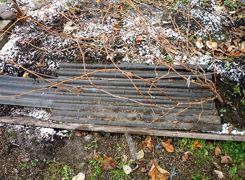 Виноград на Урале — посадка, выращивание, осенняя обрезка, укрытие на зиму, обработка летом видео