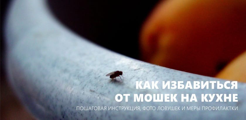 Как избавиться от мошек на кухне – пошаговая инструкция с ловушками и без