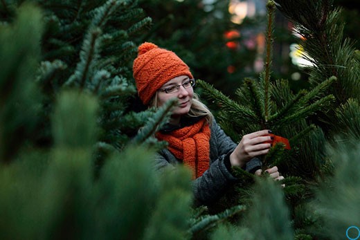 Ёлочные базары в Москве и Питере 2019: адреса, сколько стоит сосна, ёлка в 2019 году