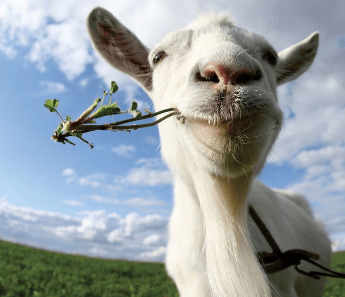 Стрелец — Гороскоп на 2019 год: полный астрологический прогноз для Стрельца на 2019, финансовый, любовный