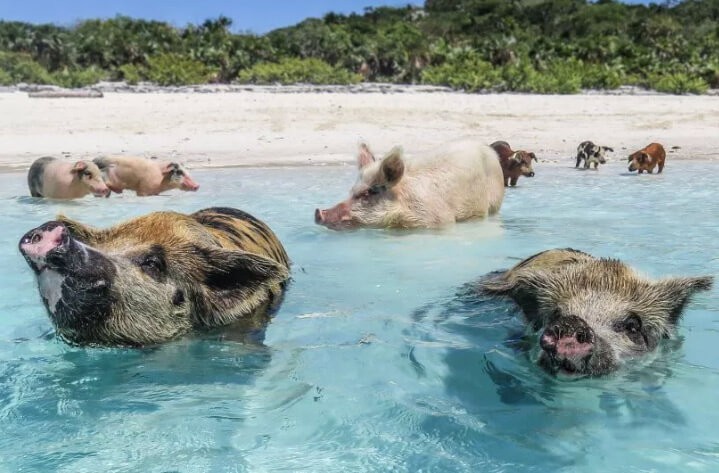 Новый год 2019: год какого животного, год кого, какой символ года, характеристика, прогноз астролога на 2019