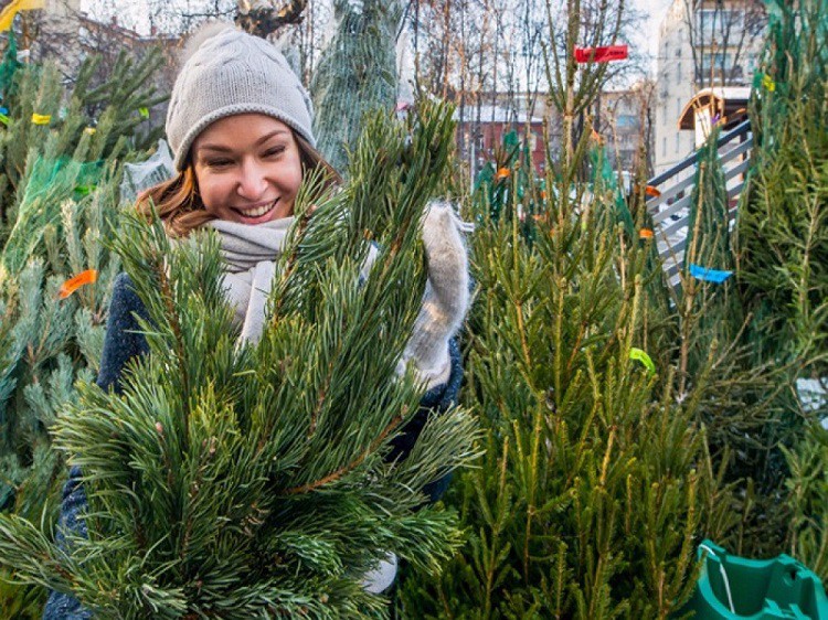 Адреса елочных базаров в Москве — Где купить хорошую елку в Москве: точная карта ёлочных базаров
