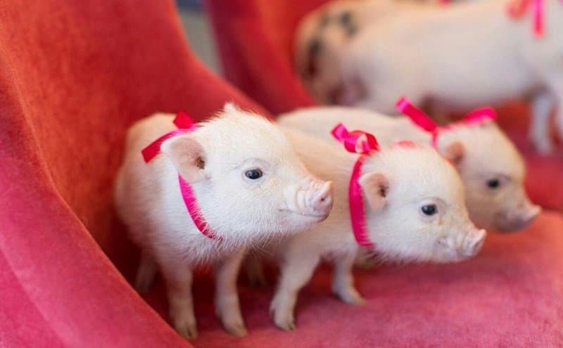 Новый год 2019: поздравления в прозе, и стихах, красивые открытки с годом Свиньи