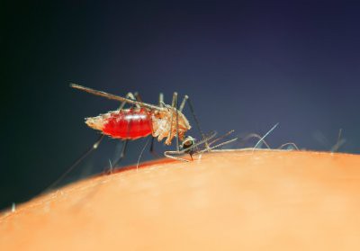 В Бразилии генетики провели неудачный эксперимент с ГМ-комарами