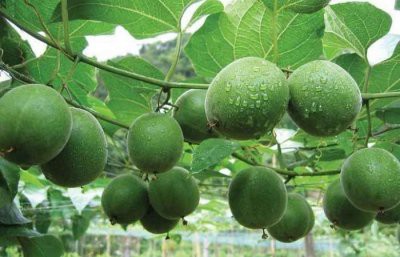 Эксперты заявили, что плоды архата замедляют старение