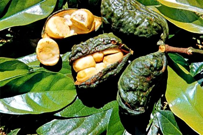 Морфий и листья коки на вооружении армии разных стран