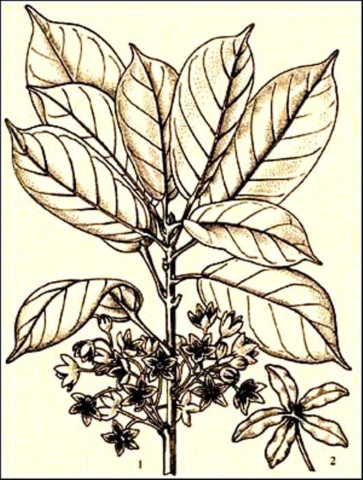 Морфий и листья коки на вооружении армии разных стран