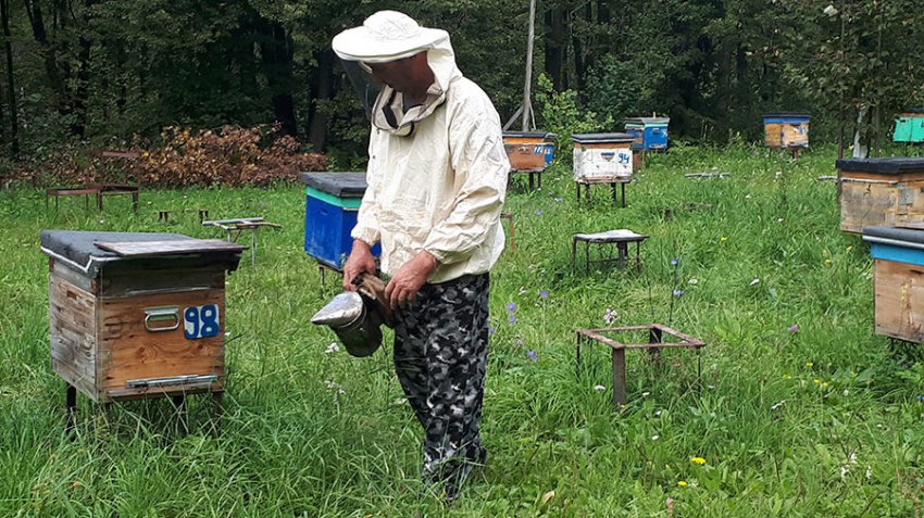 Массовая гибель пчёл связана с производством рапса для Европы