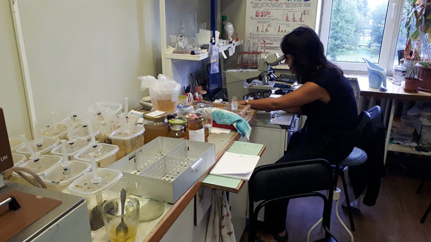 Массовая гибель пчёл связана с производством рапса для Европы