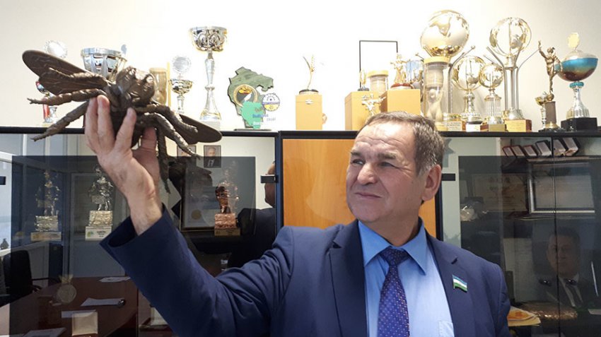 Массовая гибель пчёл связана с производством рапса для Европы